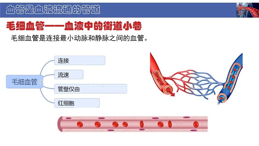 初中  生物  北师大版（2024）  七年级下册4.7.2 血液循环 课件第7页