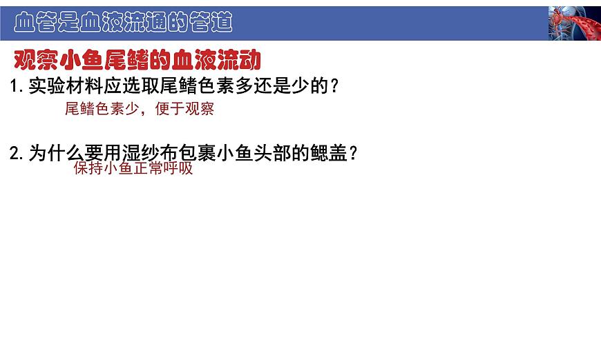初中  生物  北师大版（2024）  七年级下册4.7.2 血液循环 课件第8页