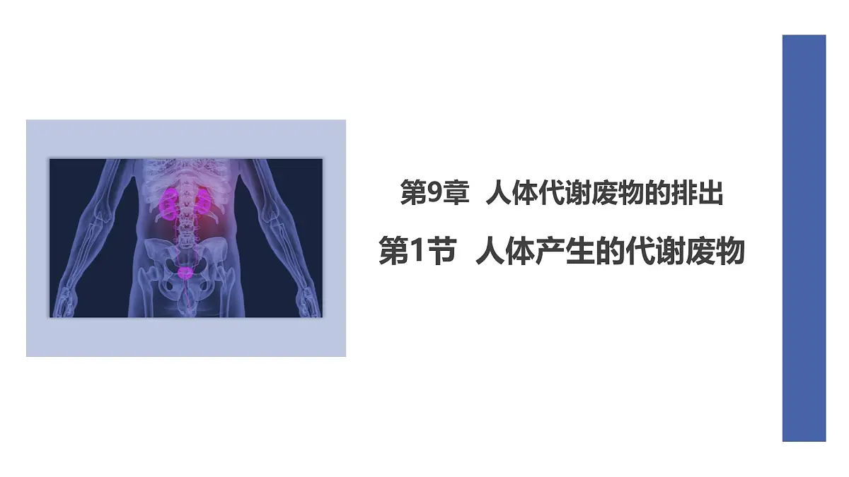 初中 生物 北师大版（2024） 七年级下册4.9.1 人体产生的代谢废物 课件第1页