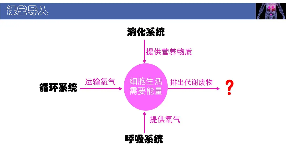 初中 生物 北师大版（2024） 七年级下册4.9.1 人体产生的代谢废物 课件第3页
