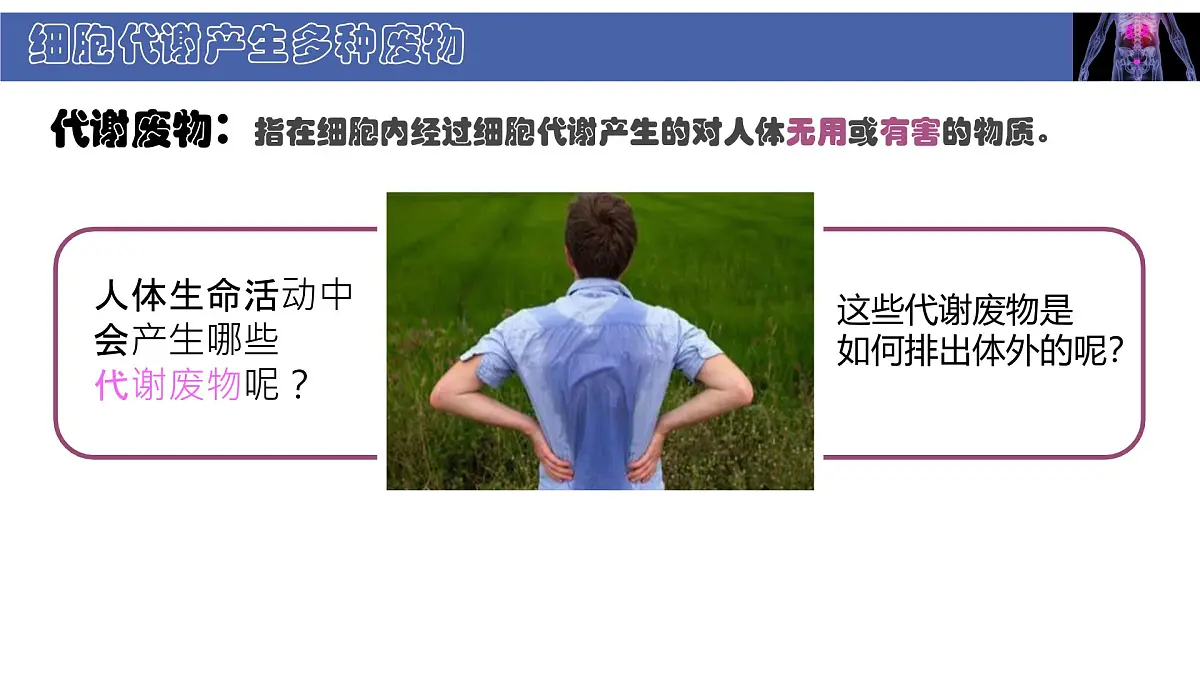 初中 生物 北师大版（2024） 七年级下册4.9.1 人体产生的代谢废物 课件第4页