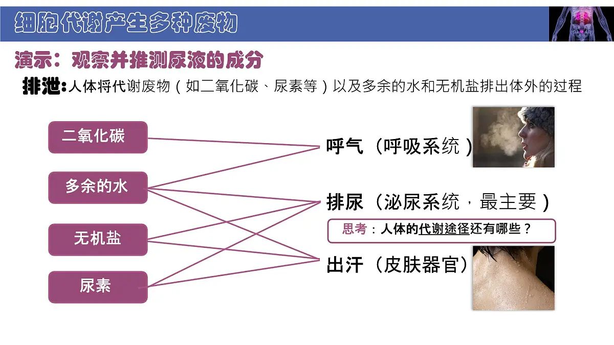 初中 生物 北师大版（2024） 七年级下册4.9.1 人体产生的代谢废物 课件第7页