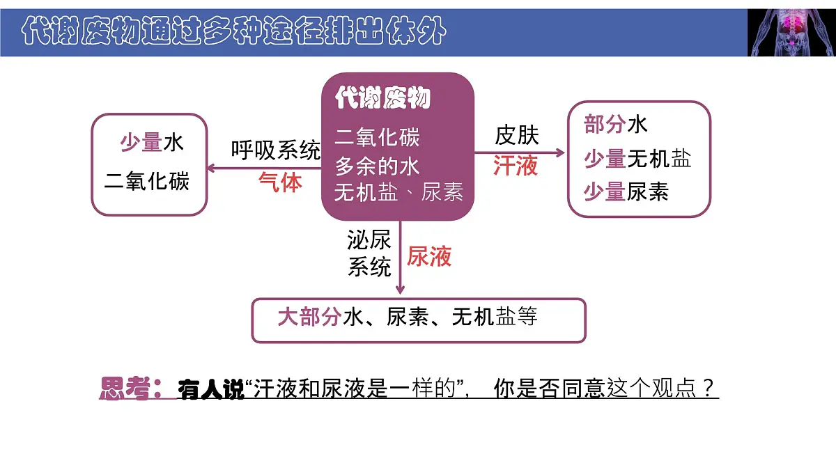 初中 生物 北师大版（2024） 七年级下册4.9.1 人体产生的代谢废物 课件第8页
