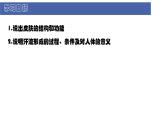 初中  生物  北師大版（2024）  七年級下冊4.9.3 皮膚與汗液分泌 課件