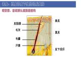 初中  生物  北師大版（2024）  七年級下冊4.9.3 皮膚與汗液分泌 課件