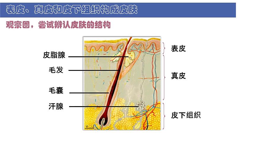 初中  生物  北师大版（2024）  七年级下册4.9.3 皮肤与汗液分泌 课件第4页