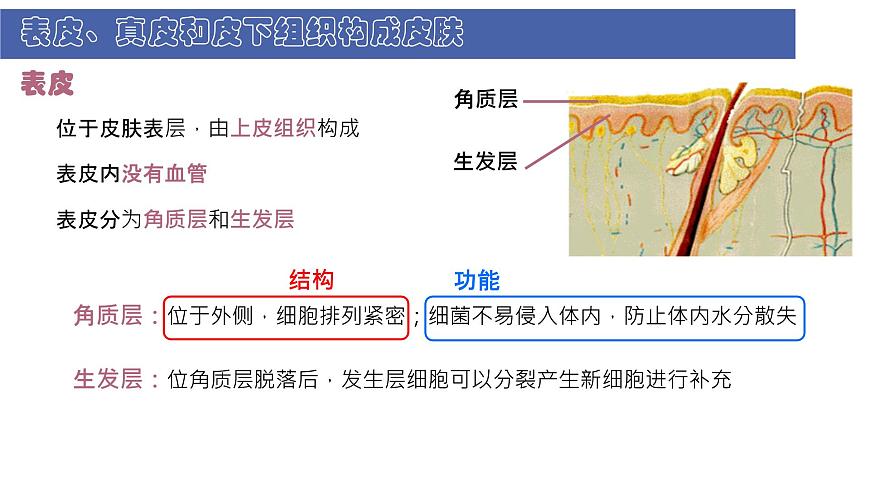 初中  生物  北师大版（2024）  七年级下册4.9.3 皮肤与汗液分泌 课件第5页
