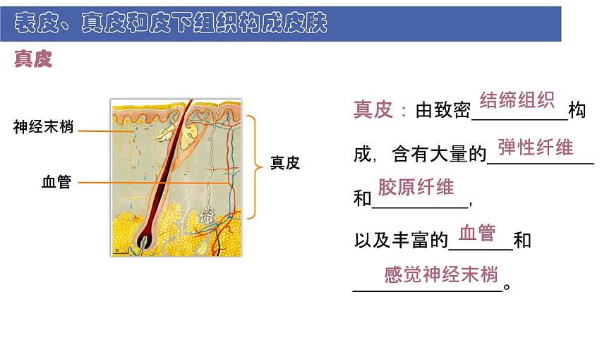 初中  生物  北师大版（2024）  七年级下册4.9.3 皮肤与汗液分泌 课件第6页