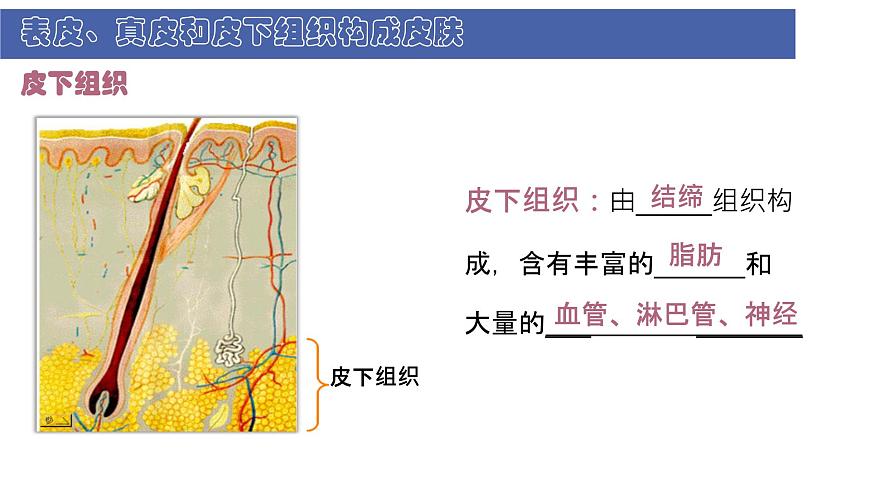 初中  生物  北师大版（2024）  七年级下册4.9.3 皮肤与汗液分泌 课件第7页