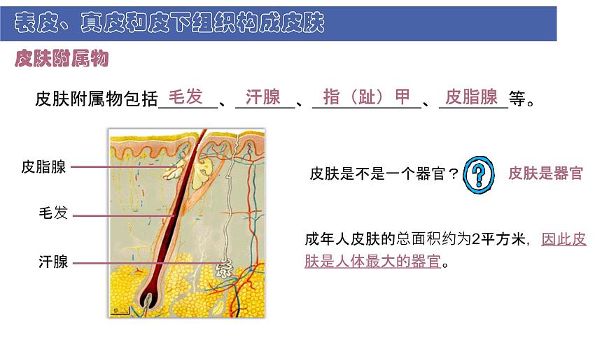 初中  生物  北师大版（2024）  七年级下册4.9.3 皮肤与汗液分泌 课件第8页