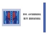 初中  生物  北師大版（2024）  七年級下冊4.9.2 尿的形成與排出 課件
