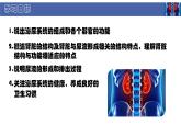 初中  生物  北師大版（2024）  七年級下冊4.9.2 尿的形成與排出 課件