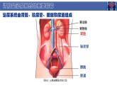 初中  生物  北師大版（2024）  七年級下冊4.9.2 尿的形成與排出 課件