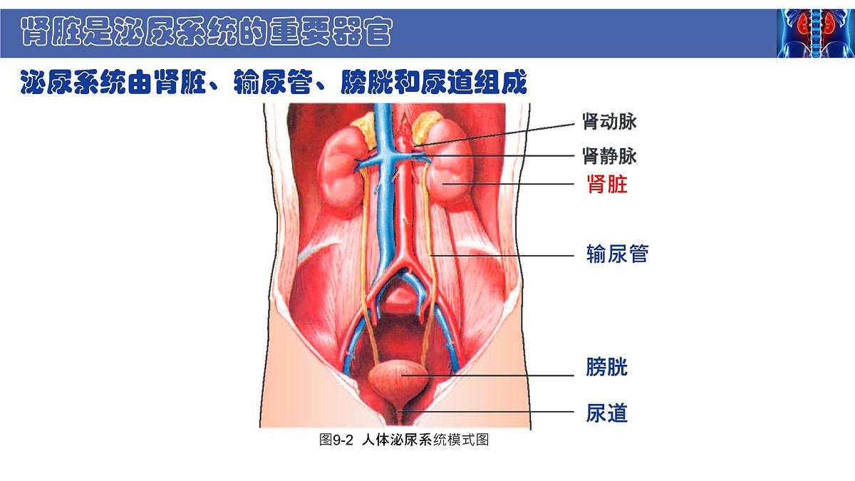 初中 生物 北师大版（2024） 七年级下册4.9.2 尿的形成与排出 课件第3页