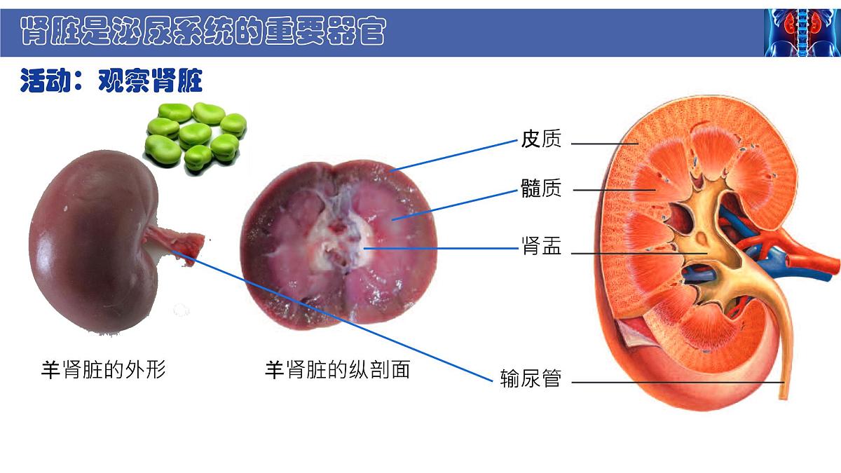 初中 生物 北师大版（2024） 七年级下册4.9.2 尿的形成与排出 课件第4页