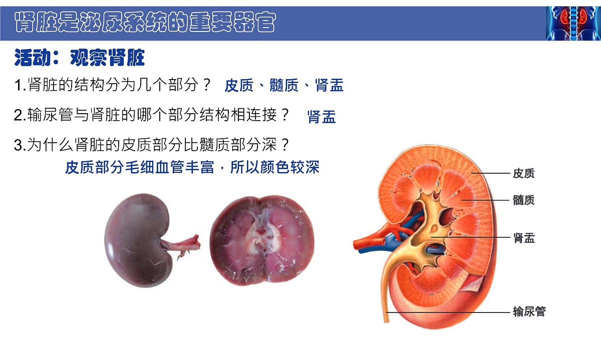 初中 生物 北师大版（2024） 七年级下册4.9.2 尿的形成与排出 课件第5页
