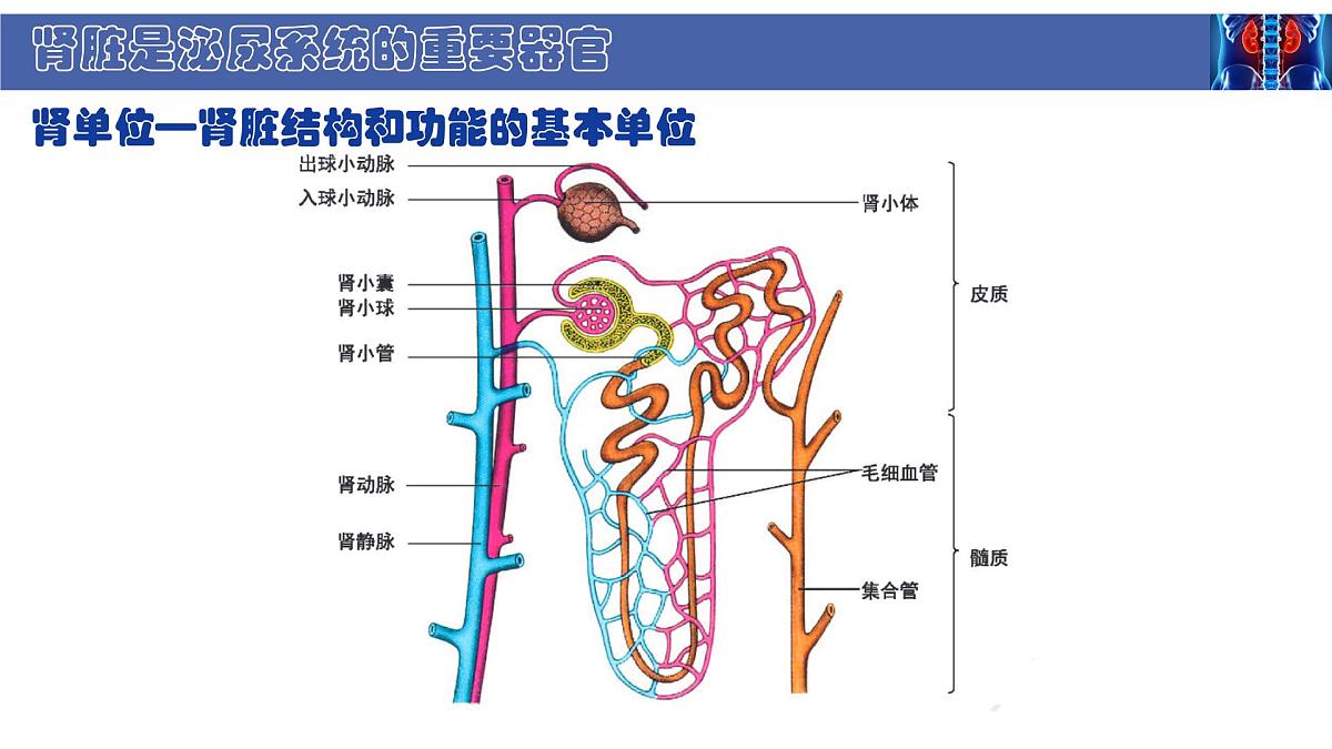初中 生物 北师大版（2024） 七年级下册4.9.2 尿的形成与排出 课件第6页