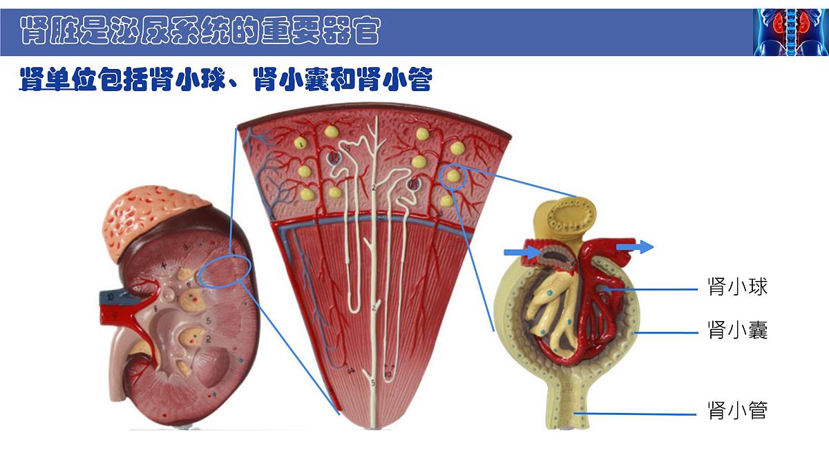 初中 生物 北师大版（2024） 七年级下册4.9.2 尿的形成与排出 课件第7页
