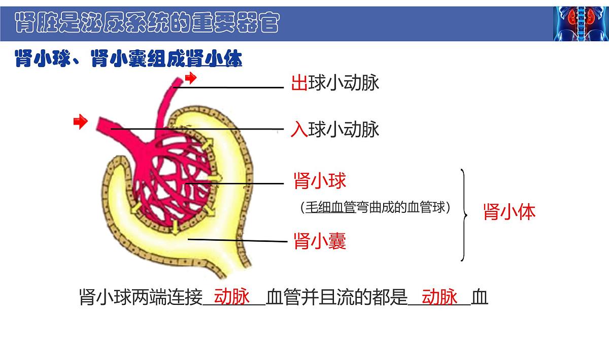 初中 生物 北师大版（2024） 七年级下册4.9.2 尿的形成与排出 课件第8页
