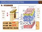初中  生物  北師大版（2024）  七年級(jí)下冊(cè)4.10.3 激素調(diào)節(jié) 課件