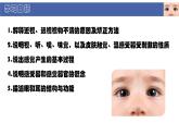 初中  生物  北師大版（2024）  七年級下冊4.10.2 感受器和感覺器官 課件