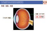 初中  生物  北師大版（2024）  七年級下冊4.10.2 感受器和感覺器官 課件