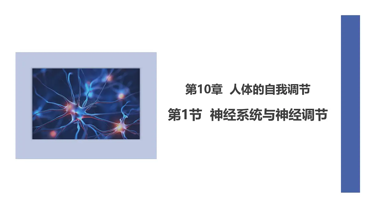初中 生物 北师大版（2024） 七年级下册4.10.1 神经系统与神经调节 课件第1页