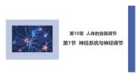 初中生物北师大版（2024）七年级下册（2024）神经系统与神经调节教课课件ppt