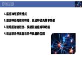 初中  生物  北師大版（2024）  七年級下冊4.10.1 神經系統(tǒng)與神經調節(jié) 課件
