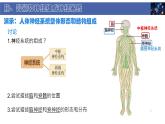 初中  生物  北師大版（2024）  七年級下冊4.10.1 神經系統(tǒng)與神經調節(jié) 課件