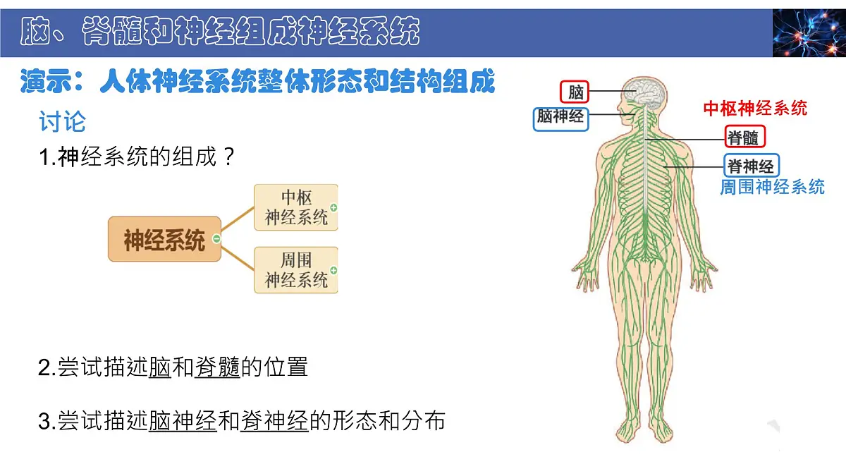 初中 生物 北师大版（2024） 七年级下册4.10.1 神经系统与神经调节 课件第4页