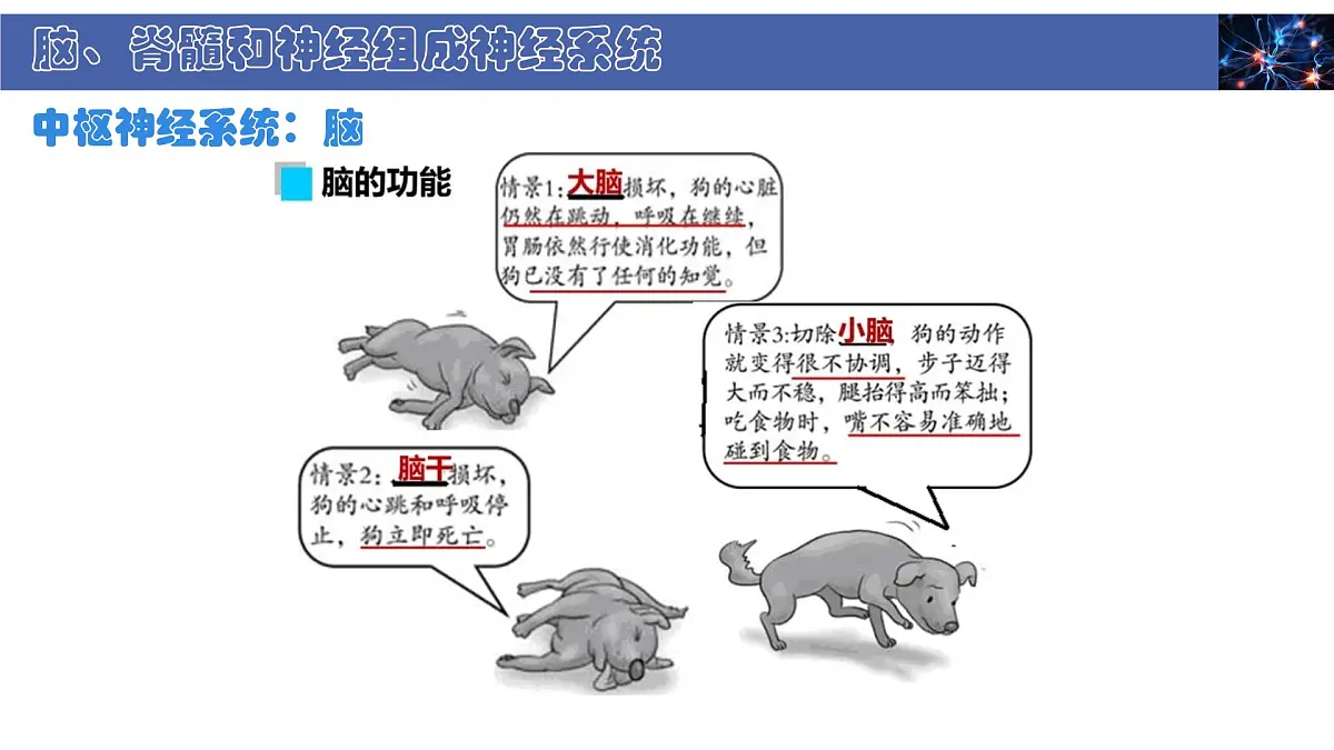 初中 生物 北师大版（2024） 七年级下册4.10.1 神经系统与神经调节 课件第6页