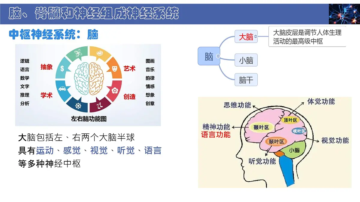 初中 生物 北师大版（2024） 七年级下册4.10.1 神经系统与神经调节 课件第7页