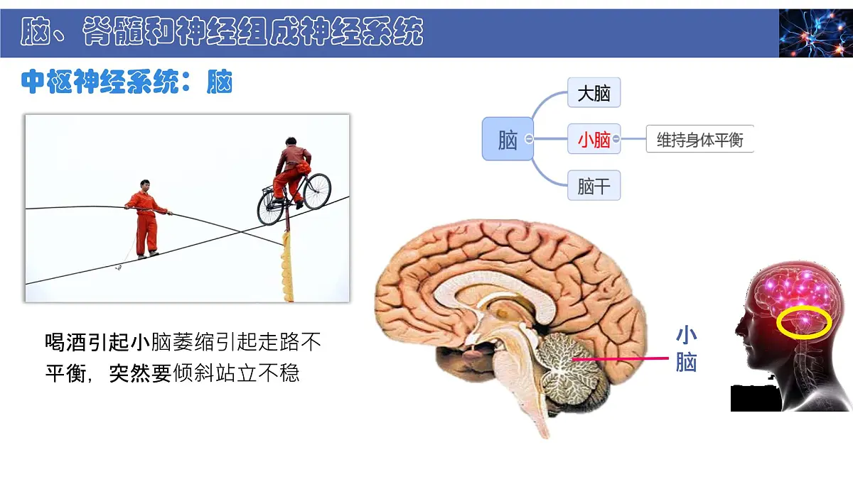 初中 生物 北师大版（2024） 七年级下册4.10.1 神经系统与神经调节 课件第8页
