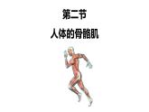 初中  生物  北師大版（2024）  七年級(jí)下冊(cè)4.11.2 人體的骨骼肌+411.3 運(yùn)動(dòng)的完成 課件