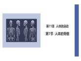 初中  生物  北師大版（2024）  七年級下冊4.11.1 人體的骨骼 課件