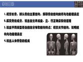 初中  生物  北師大版（2024）  七年級下冊4.11.1 人體的骨骼 課件