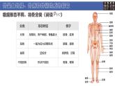 初中  生物  北師大版（2024）  七年級下冊4.11.1 人體的骨骼 課件