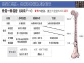 初中  生物  北師大版（2024）  七年級下冊4.11.1 人體的骨骼 課件