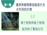 濟(jì)南版（2024）生物七年級(jí)上冊 2.1.2 裸子植物和被子植物能用種子繁殖后代 （課件）