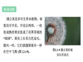 濟(jì)南版（2024）生物七年級(jí)上冊 2.1.2 裸子植物和被子植物能用種子繁殖后代 （課件）