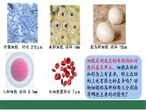 初中  生物  蘇教版（2024）  七年級上冊1.1.2 動物細(xì)胞的結(jié)構(gòu)與功能 課件