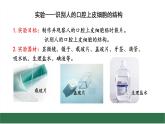 初中  生物  蘇教版（2024）  七年級上冊1.1.2 動物細(xì)胞的結(jié)構(gòu)與功能 課件