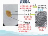 初中  生物  蘇教版（2024）  七年級上冊1.1.3 植物細(xì)胞的結(jié)構(gòu)與功能 課件