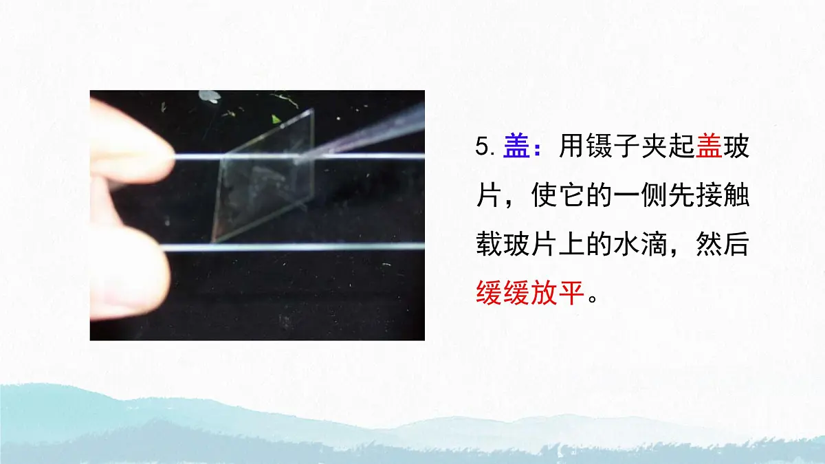 初中 生物 苏教版（2024） 七年级上册1.1.3 植物细胞的结构与功能 课件第8页