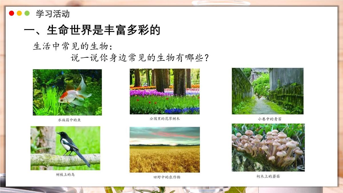 济南版生物（2024）七年级上册 1.1.1 生物具有基本的生命特征 课件第4页