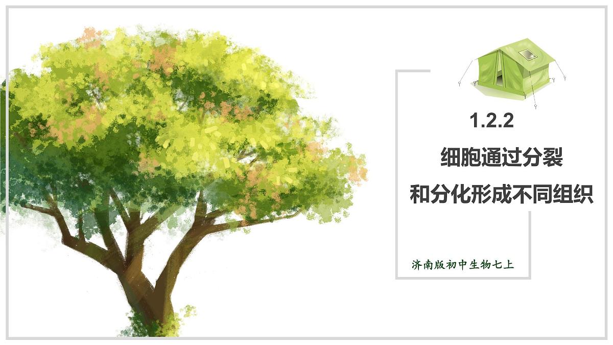 济南版生物（2024）七年级上册 1.2.2 细胞通过分裂和分化形成不同组织 课件 (2)第1页