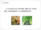 濟(jì)南版生物（2024）七年級(jí)上冊(cè) 1.2.2 細(xì)胞通過分裂和分化形成不同組織 課件 (2)