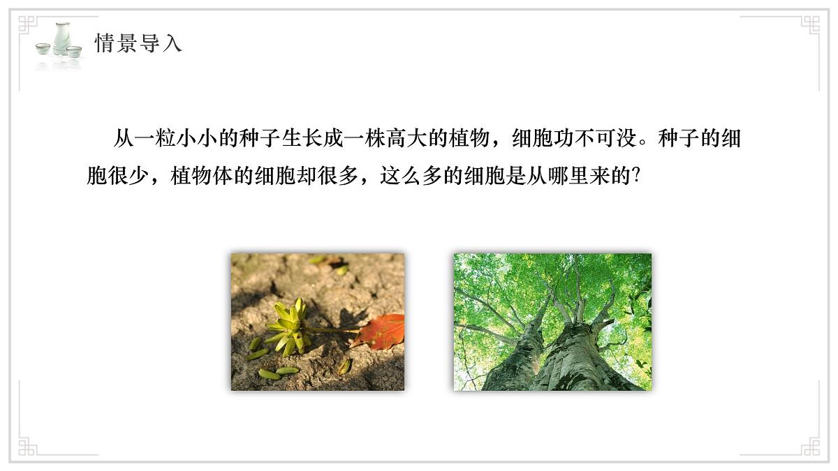济南版生物（2024）七年级上册 1.2.2 细胞通过分裂和分化形成不同组织 课件 (2)第3页