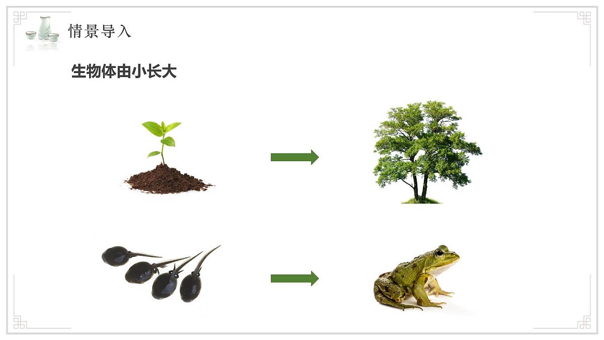 济南版生物（2024）七年级上册 1.2.2 细胞通过分裂和分化形成不同组织 课件 (2)第4页
